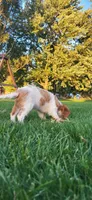Mace, a male Cavalier King Charles Spaniel for sale in New Haven, IN – 4 of 6