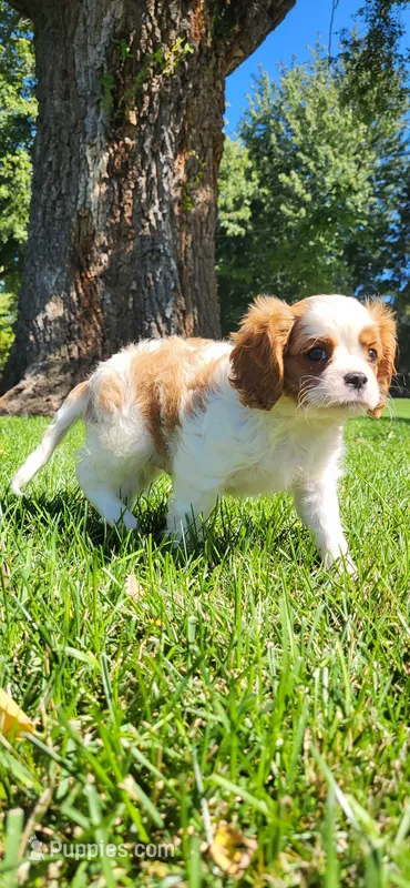 Blade – Cavalier King Charles Spaniel puppy for sale in New Haven, IN