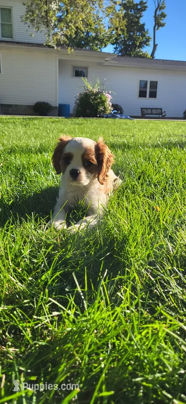 Blade – Cavalier King Charles Spaniel puppy for sale in New Haven, IN