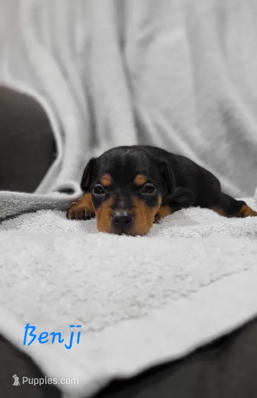 Benji  – Miniature Pinscher puppy for sale in New Haven, IN
