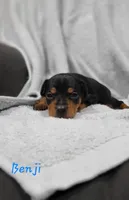 Benji , a male Miniature Pinscher for sale in New Haven, IN – 1 of 5