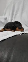 Benji , a male Miniature Pinscher for sale in New Haven, IN – 2 of 5