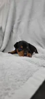Benji , a male Miniature Pinscher for sale in New Haven, IN – 5 of 5