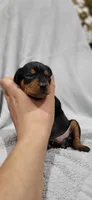 Benji , a male Miniature Pinscher for sale in New Haven, IN – 3 of 5