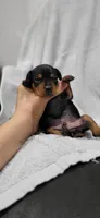 Benji , a male Miniature Pinscher for sale in New Haven, IN – 4 of 5
