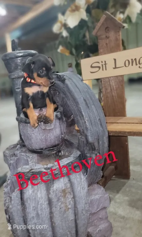 Beethoven – Miniature Pinscher puppy for sale in New Haven, IN