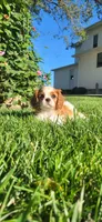 Miley, a female Cavalier King Charles Spaniel for sale in New Haven, IN – 6 of 6