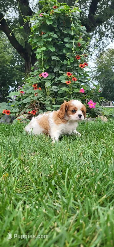 Mace – Cavalier King Charles Spaniel puppy for sale in New Haven, IN