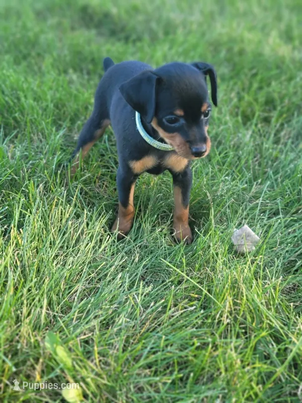 Alex – Miniature Pinscher puppy for sale in New Haven, IN