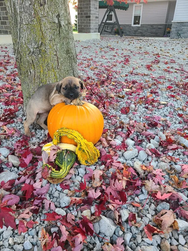 Lizzy  – Cane Corso puppy for sale in New Haven, IN