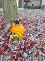Lizzy , a female Cane Corso for sale in New Haven, IN – 1 of 4