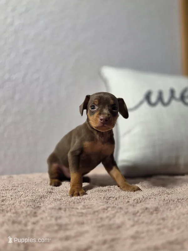 Brody – Miniature Pinscher puppy for sale in New Haven, IN