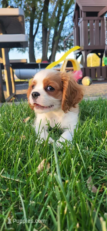 Blade – Cavalier King Charles Spaniel puppy for sale in New Haven, IN