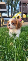 Blade, a male Cavalier King Charles Spaniel for sale in New Haven, IN – 1 of 9