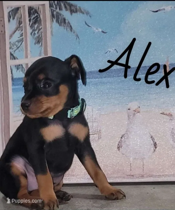 Alex – Miniature Pinscher puppy for sale in New Haven, IN