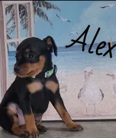 Alex, a male Miniature Pinscher for sale in New Haven, IN – 1 of 1