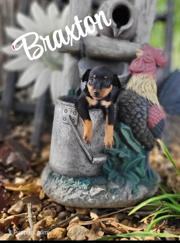 Braxton – Miniature Pinscher puppy for sale in New Haven, IN