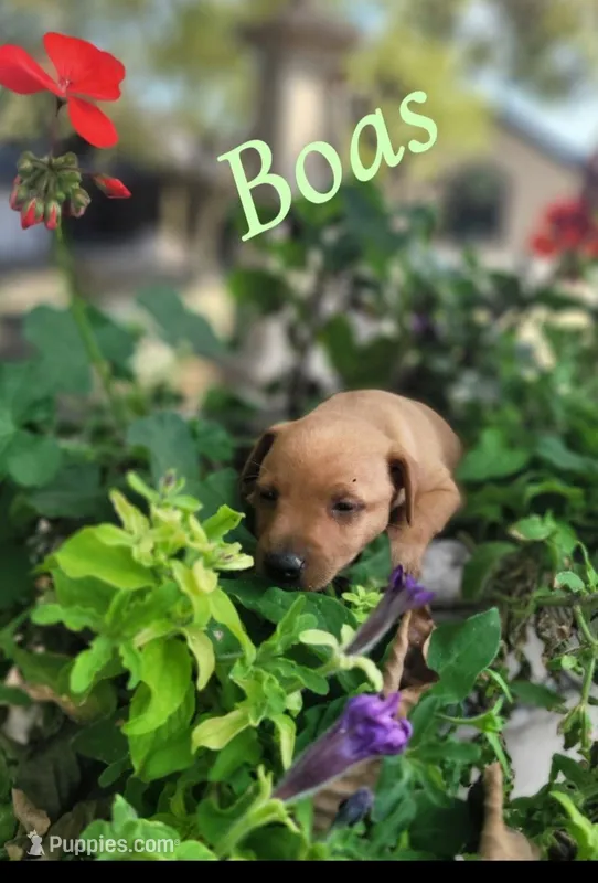 Boas – Miniature Pinscher puppy for sale in New Haven, IN