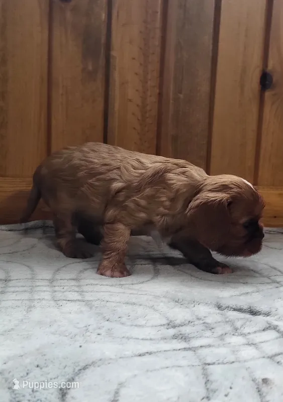 Biscuit – Cavalier King Charles Spaniel puppy for sale in New Haven, IN