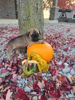 Lola, a female Cane Corso for sale in New Haven, IN – 3 of 4