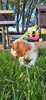 Blade, a male Cavalier King Charles Spaniel for sale in New Haven, IN – 3 of 9