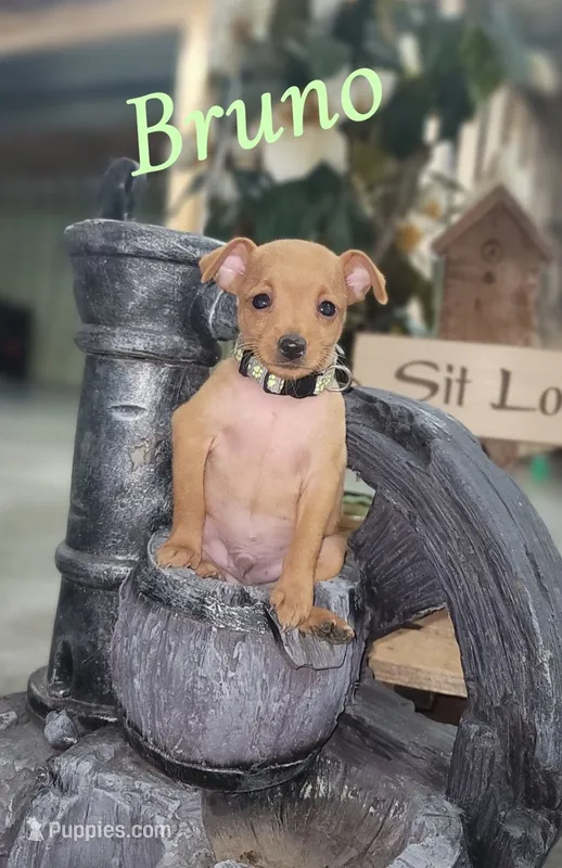 Bruno – Miniature Pinscher puppy for sale in New Haven, IN