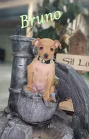 Bruno, a male Miniature Pinscher for sale in New Haven, IN – 1 of 1
