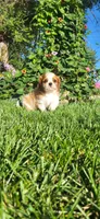 Miley, a female Cavalier King Charles Spaniel for sale in New Haven, IN – 5 of 6