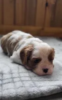 Blade, a male Cavalier King Charles Spaniel for sale in New Haven, IN – 6 of 7