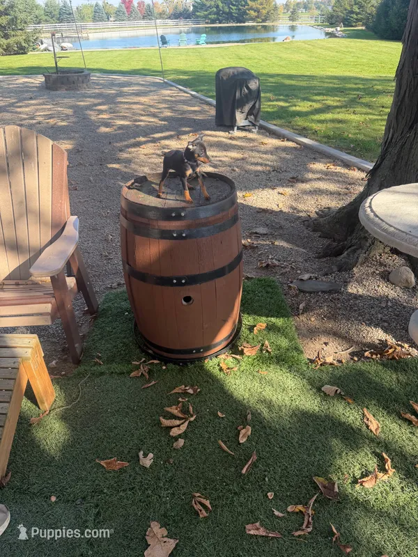 Aylah – Miniature Pinscher puppy for sale in New Haven, IN