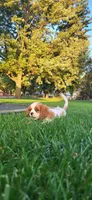 Mace, a male Cavalier King Charles Spaniel for sale in New Haven, IN – 6 of 6