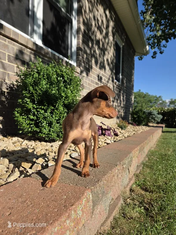 Bruno – Miniature Pinscher puppy for sale in New Haven, IN