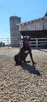 Judy, a female Cane Corso for sale in New Haven, IN – 3 of 4
