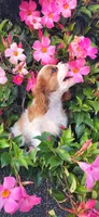 Mace, a male Cavalier King Charles Spaniel for sale in New Haven, IN – 5 of 6