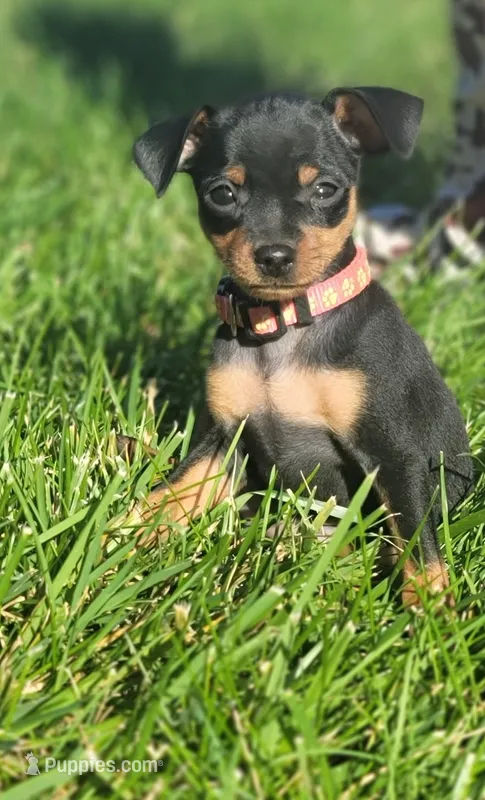 Bella – Miniature Pinscher puppy for sale in New Haven, IN