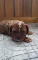 Biscuit, a male Cavalier King Charles Spaniel for sale in New Haven, IN – 4 of 7