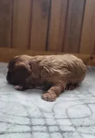 Biscuit, a male Cavalier King Charles Spaniel for sale in New Haven, IN – 7 of 7