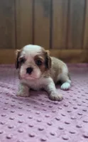 Mace, a male Cavalier King Charles Spaniel for sale in New Haven, IN – 2 of 7