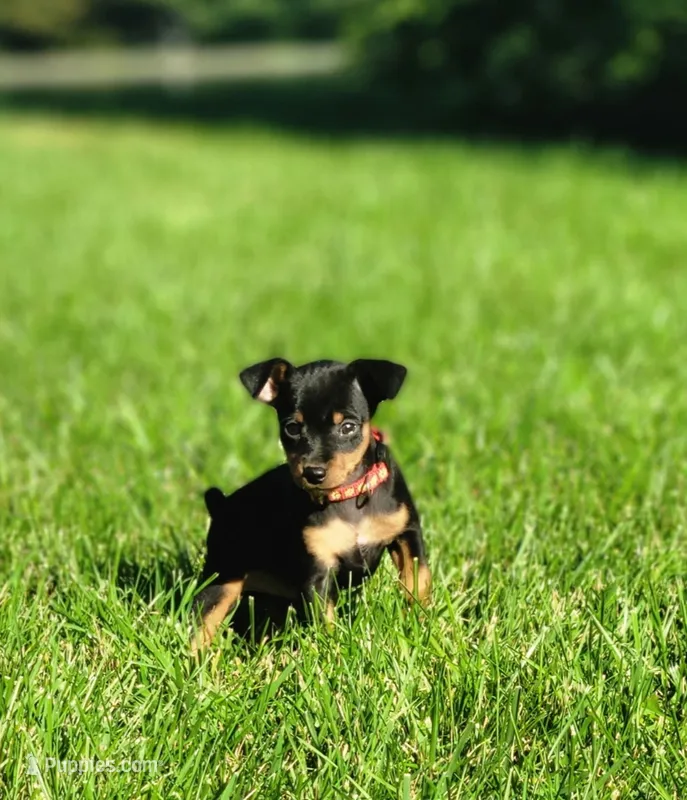 Beethoven – Miniature Pinscher puppy for sale in New Haven, IN