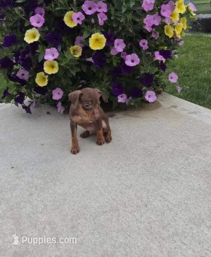 Bruno – Miniature Pinscher puppy for sale in New Haven, IN