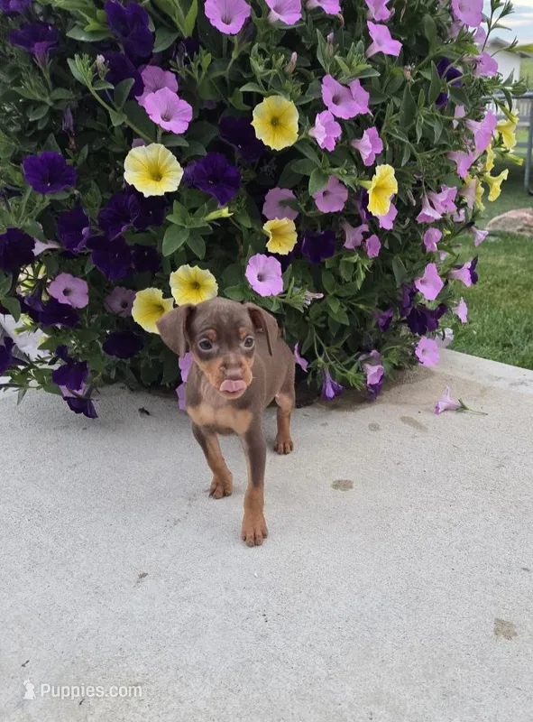 Brody – Miniature Pinscher puppy for sale in New Haven, IN