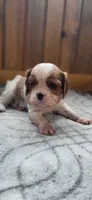 Mace, a male Cavalier King Charles Spaniel for sale in New Haven, IN – 4 of 7
