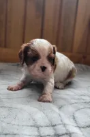 Mace, a male Cavalier King Charles Spaniel for sale in New Haven, IN – 5 of 7