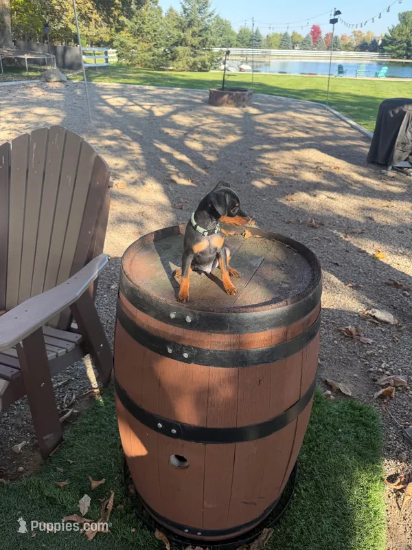 Alex – Miniature Pinscher puppy for sale in New Haven, IN
