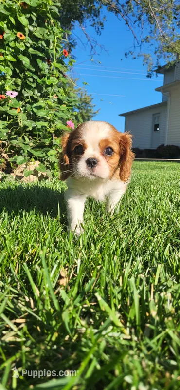 Miley – Cavalier King Charles Spaniel puppy for sale in New Haven, IN