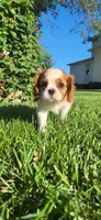 Miley, a female Cavalier King Charles Spaniel for sale in New Haven, IN – 1 of 6