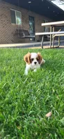 Blade, a male Cavalier King Charles Spaniel for sale in New Haven, IN – 7 of 9