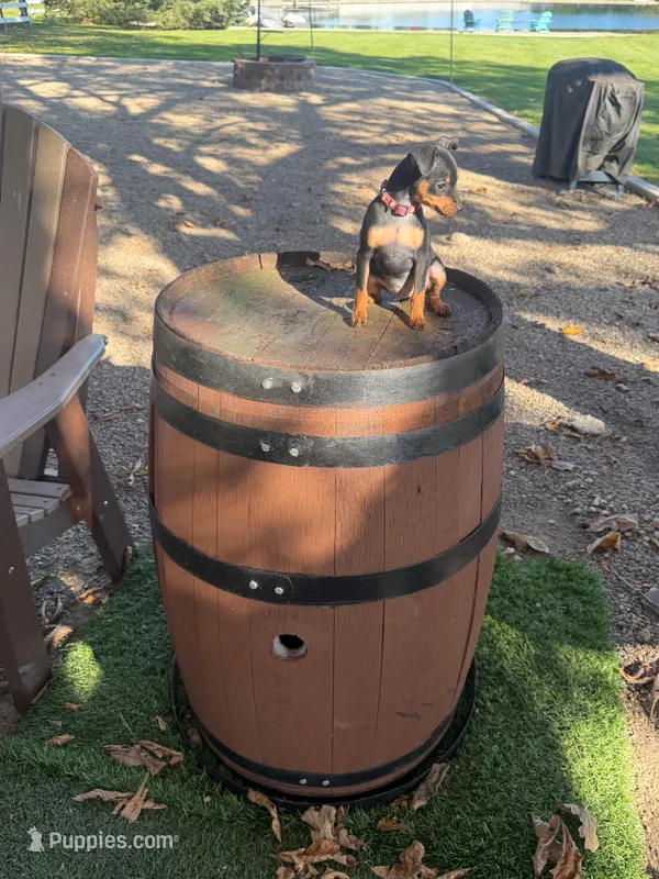 Bella – Miniature Pinscher puppy for sale in New Haven, IN