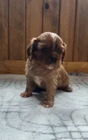 Biscuit, a male Cavalier King Charles Spaniel for sale in New Haven, IN – 2 of 7