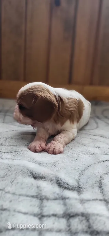Mace – Cavalier King Charles Spaniel puppy for sale in New Haven, IN